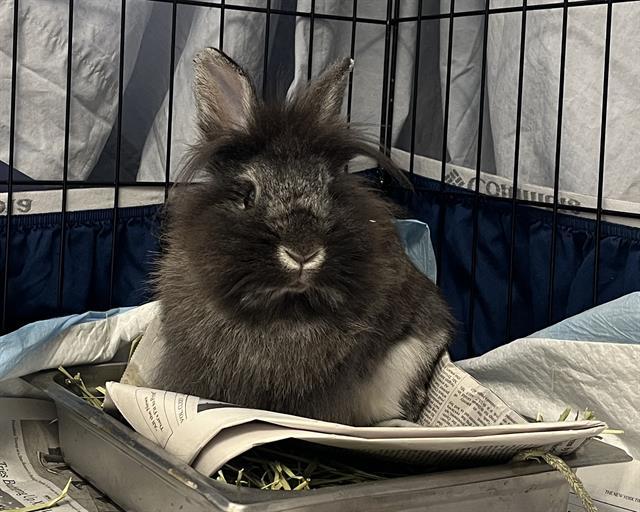 Enlarge ANTONIA HOPKINS, a Adoptable Bunny Rabbit in Denver, CO image 1/1
