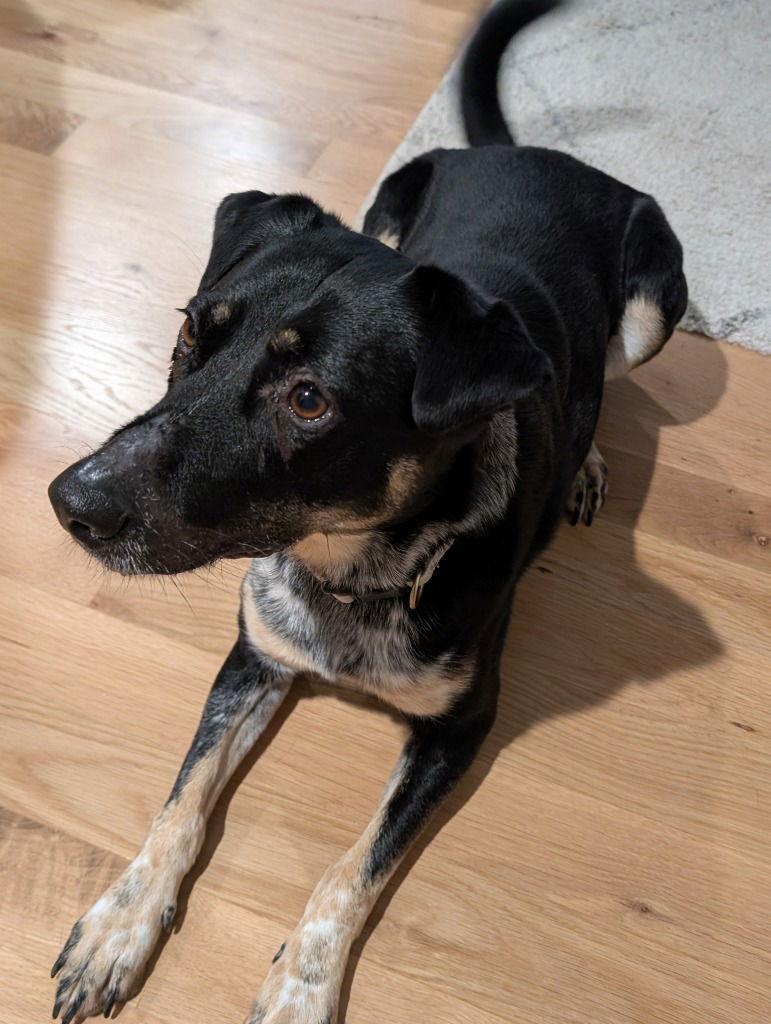 MJ aka Mary Jane, Adoptable, Adult Female Australian Cattle Dog / Blue Heeler.