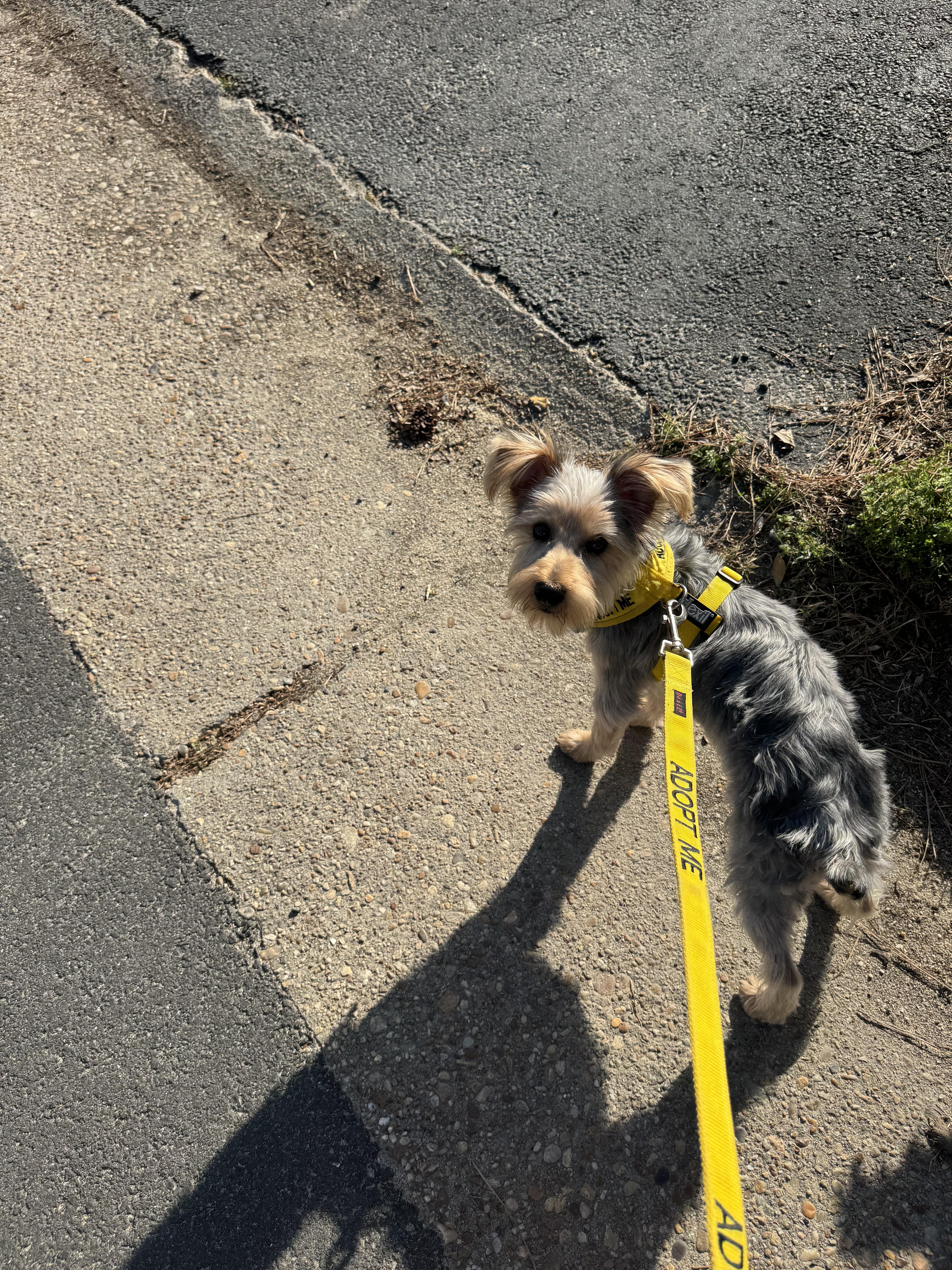 Enlarge Jameson, a ADOPTABLE mixed breed in Norfolk, VA image 2/3