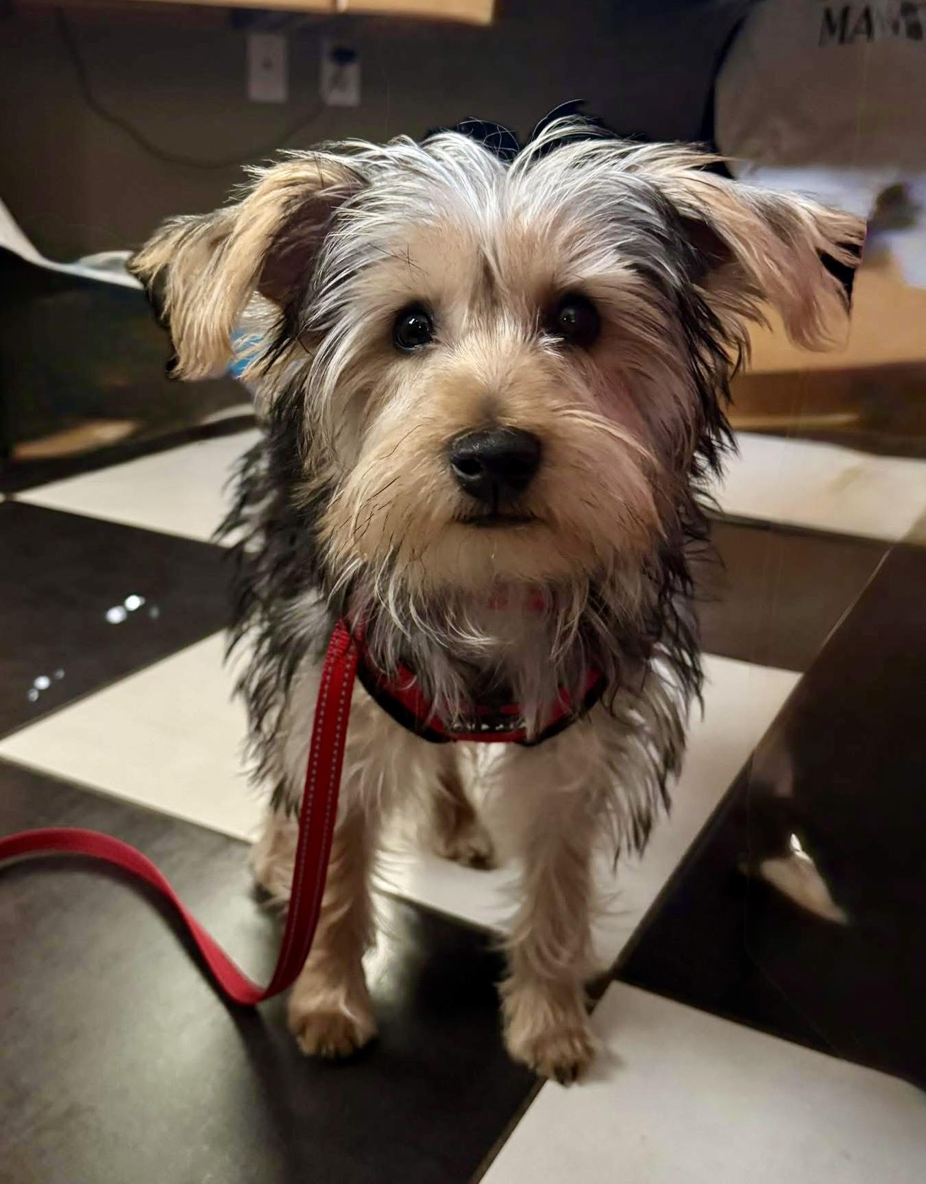 Jameson, ADOPTABLE, Puppy Male Morkie.