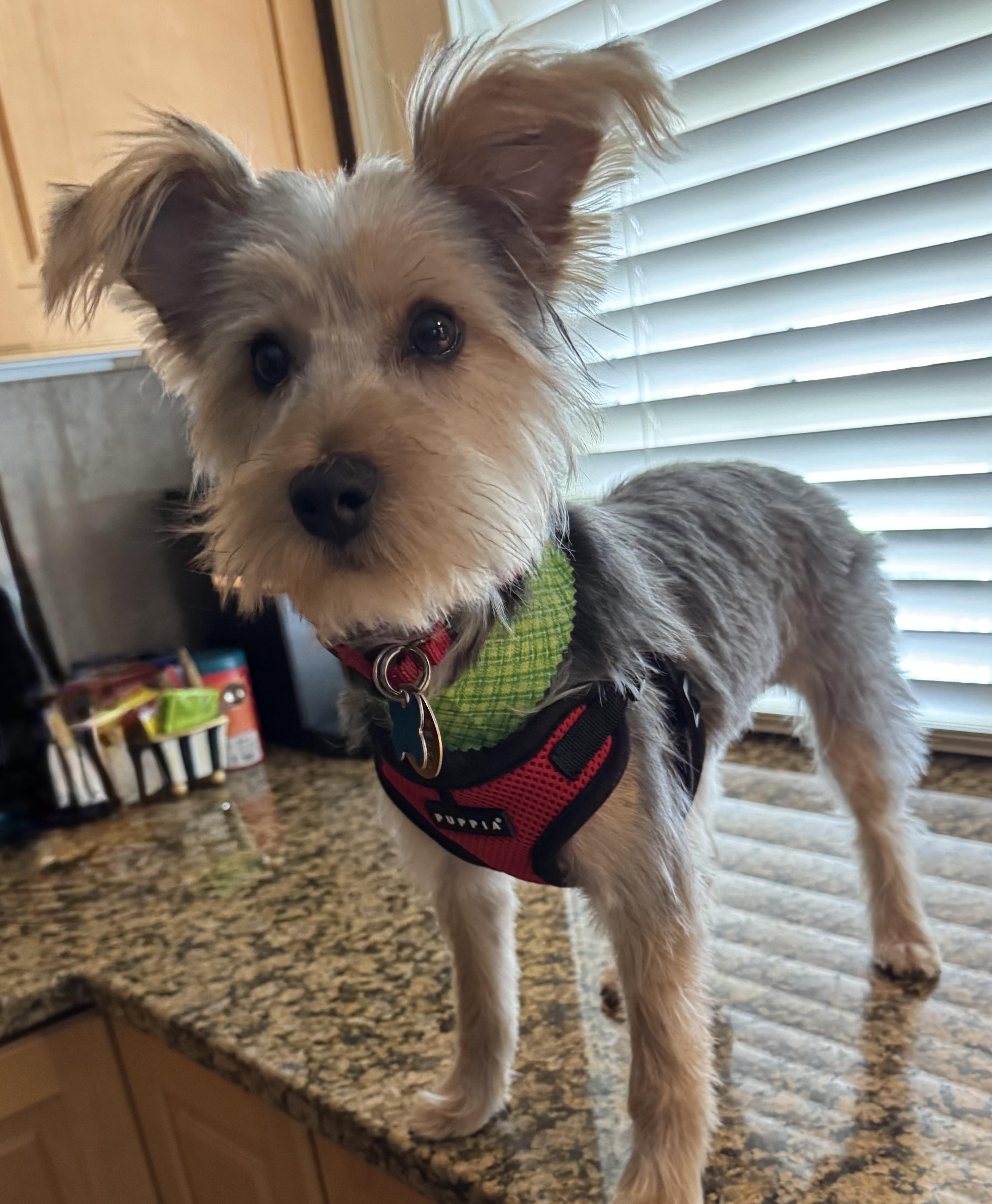 Enlarge Jameson, a ADOPTABLE mixed breed in Norfolk, VA image 3/3