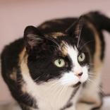 Enlarge Wendy, an adopted Domestic Short Hair in Hilliard, OH image 3/4