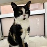 Enlarge Wendy, an adopted Domestic Short Hair in Hilliard, OH image 2/4