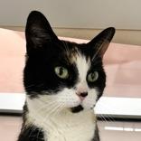 Wendy, adopted, Adult Female Domestic Short Hair.