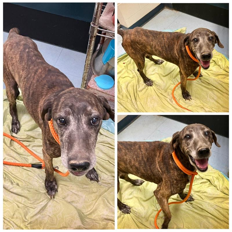 Lainey, ADOPTABLE, Senior Female Plott Hound.