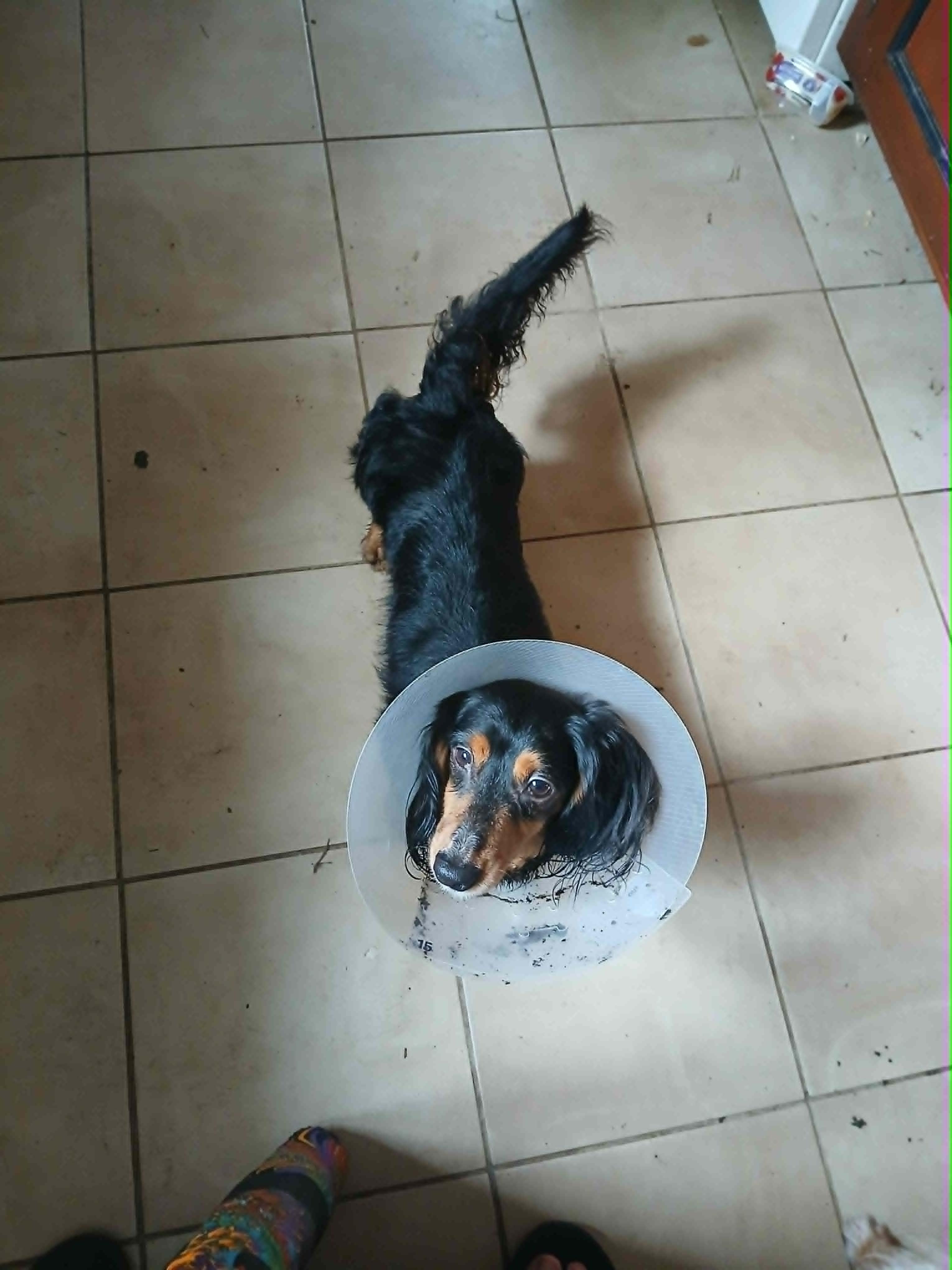 Enlarge Koda, a ADOPTABLE Dachshund (Long Haired) in Vernon, CT image 2/5