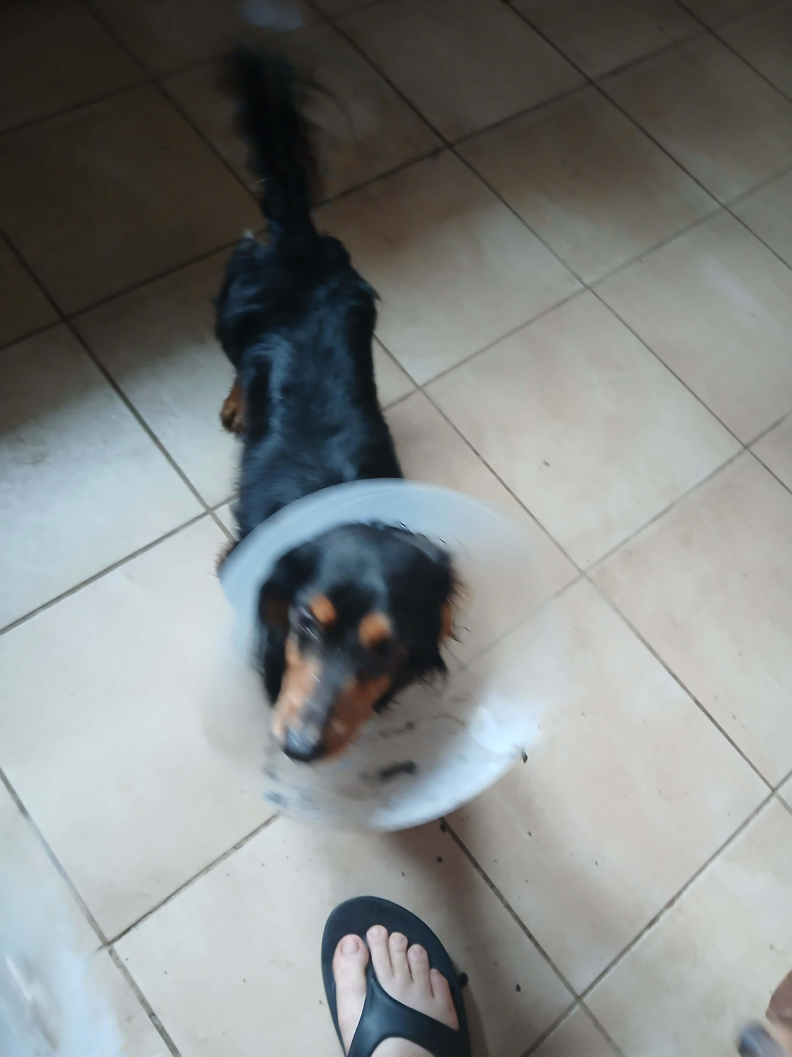Enlarge Koda, a ADOPTABLE Dachshund (Long Haired) in Vernon, CT image 3/5