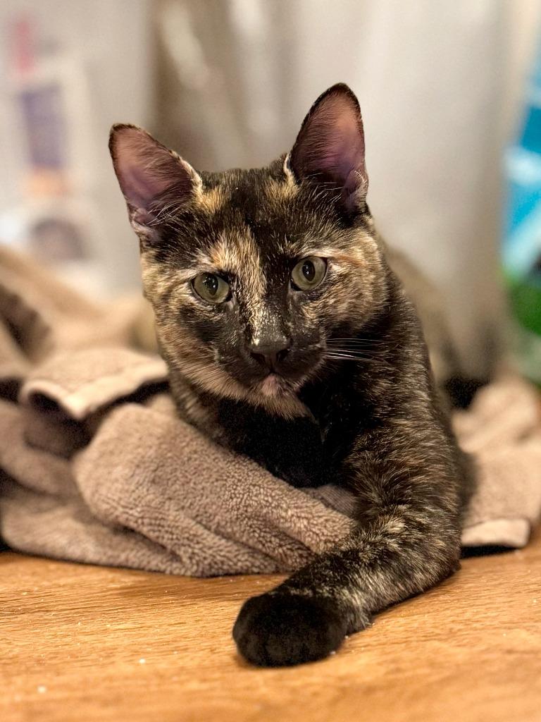 Opal, a Adopted mixed breed in Brooklyn, NY image 1/3