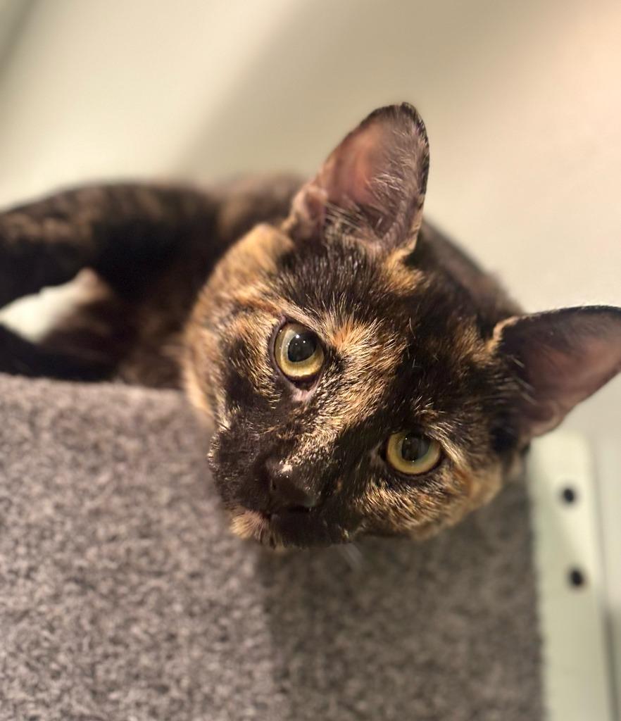 Opal, a Adopted mixed breed in Brooklyn, NY image 2/3