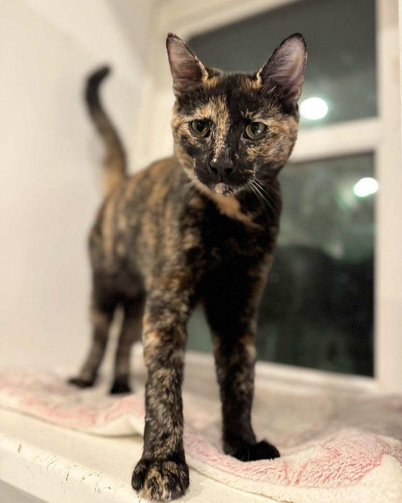 Opal, a Adopted mixed breed in Brooklyn, NY image 3/3