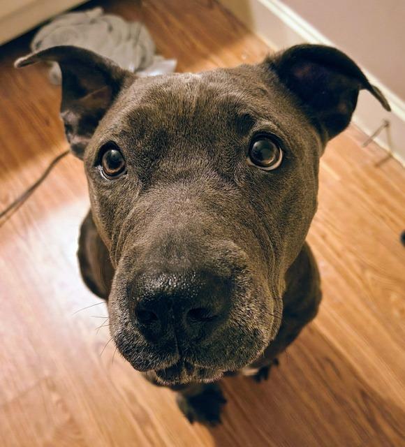 Enlarge Brownie, a Adoptable mixed breed in Princeton, IN image 1/1