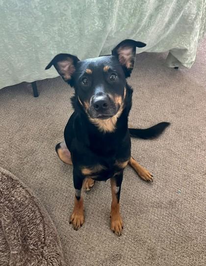 Cricket, Adopted, Young Female Mixed Breed.