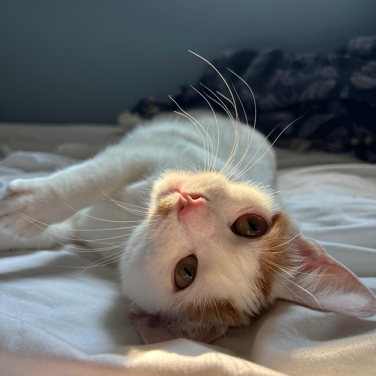 Lily