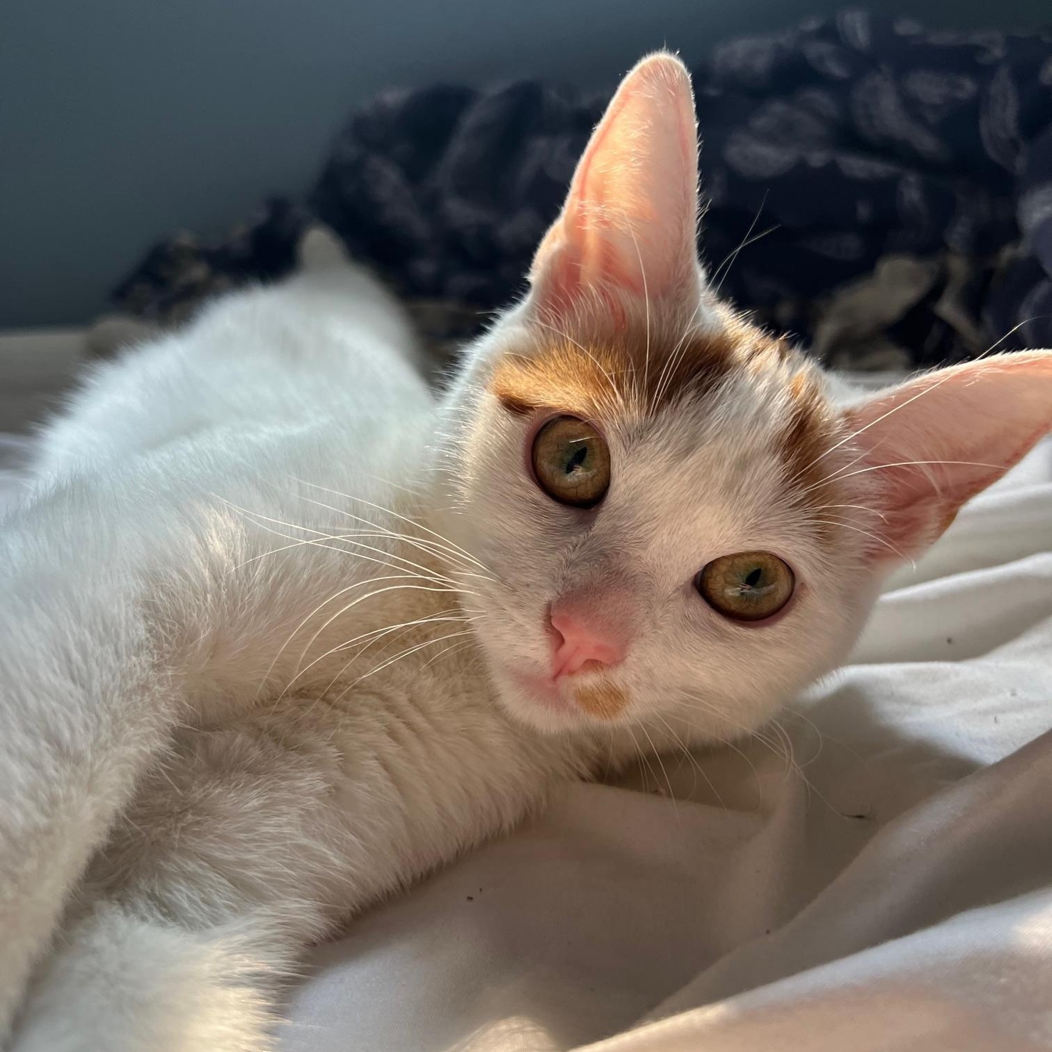 Lily