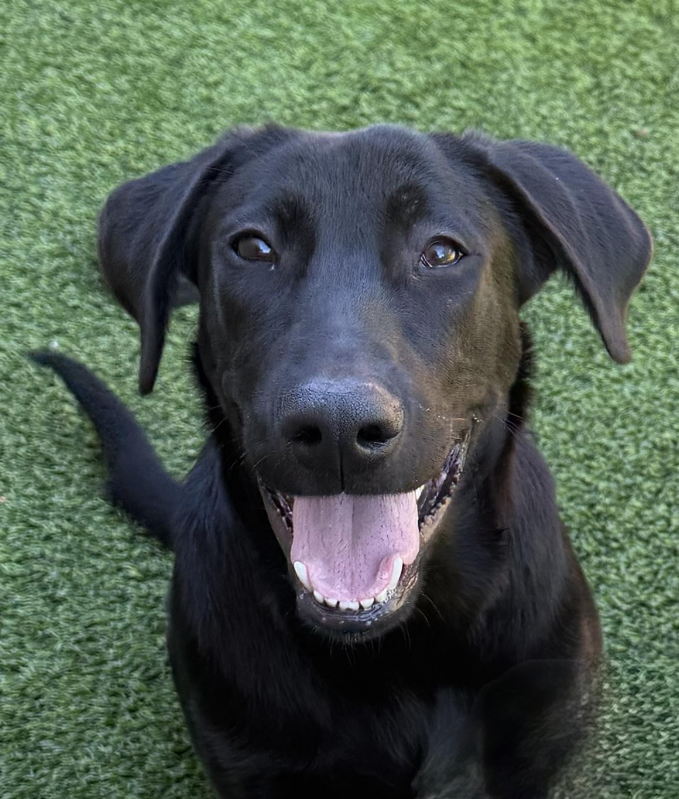 Joe black., Adoptable, Young Male Black Labrador Retriever.