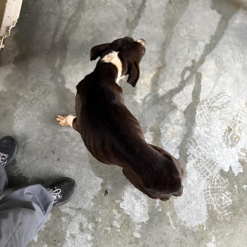 Junior, Adoptable, Adult Male English Bulldog & Mixed Breed.