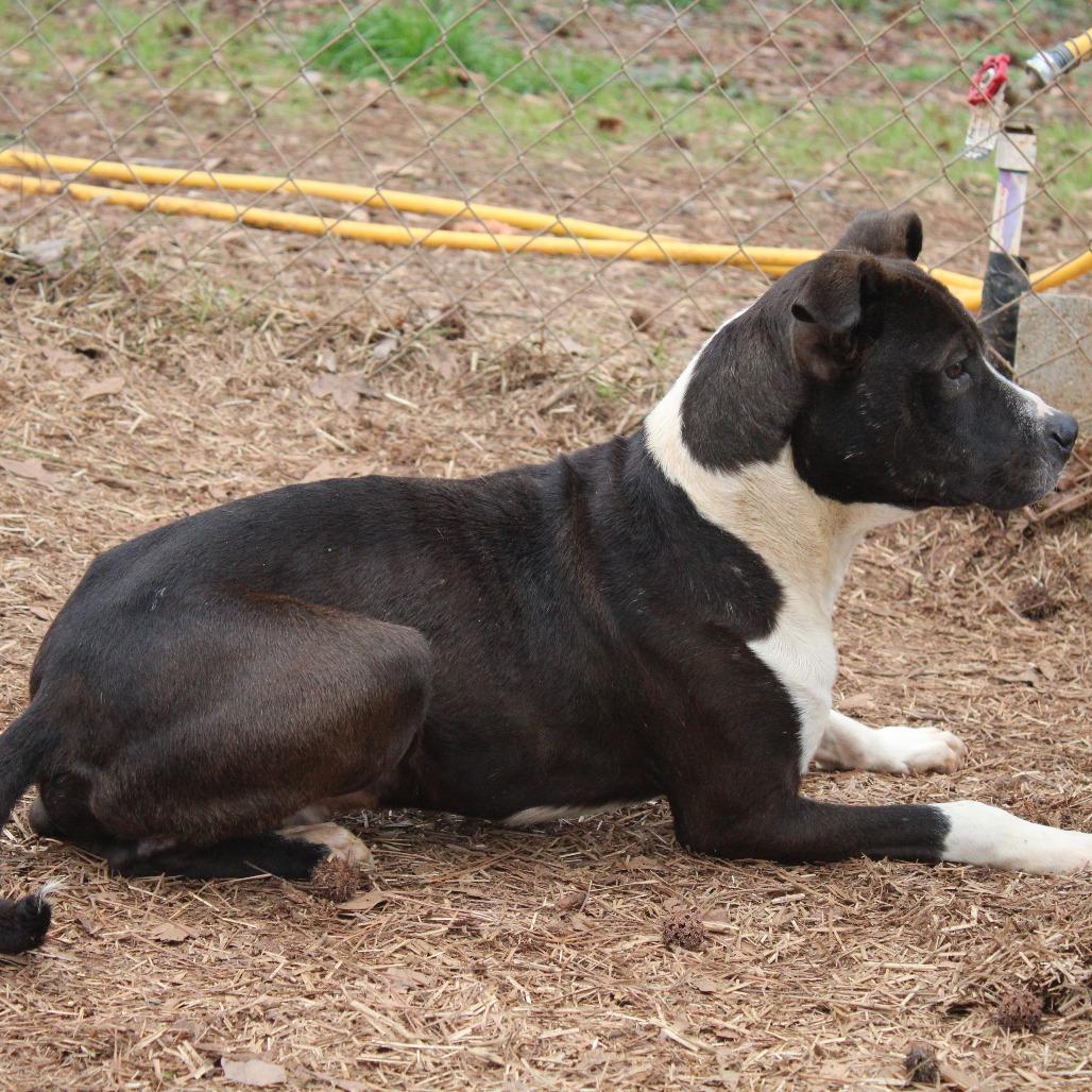 Enlarge Junior, a Adoptable mixed breed in Valley, AL image 2/6