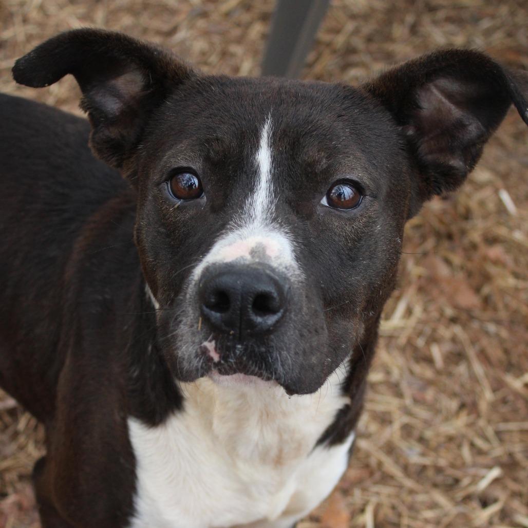 Enlarge Junior, a Adoptable mixed breed in Valley, AL image 3/6