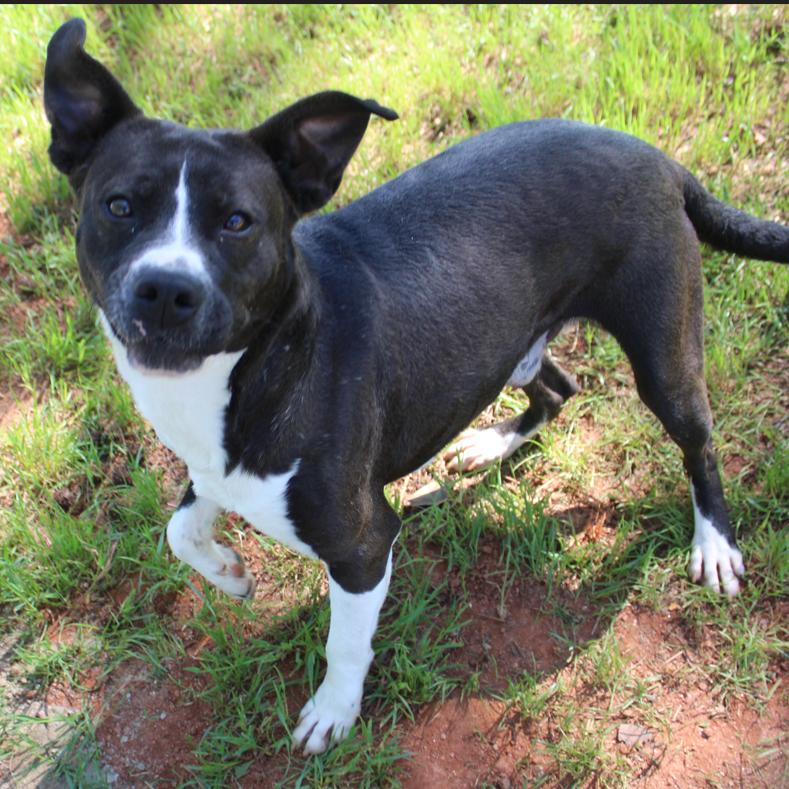 Enlarge Junior, a Adoptable mixed breed in Valley, AL image 3/6