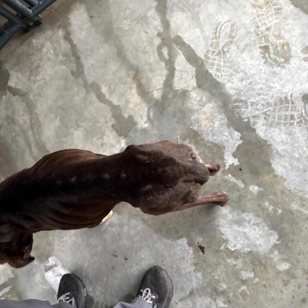 Enlarge Junior, a Adoptable mixed breed in Valley, AL image 4/6