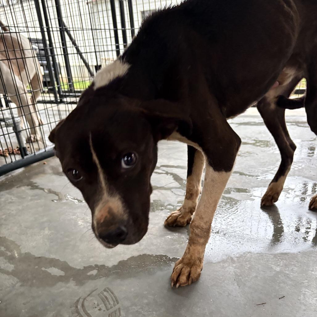 Enlarge Junior, a Adoptable mixed breed in Valley, AL image 5/6