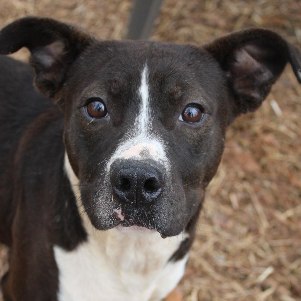 Enlarge Junior, a Adoptable mixed breed in Valley, AL image 6/6