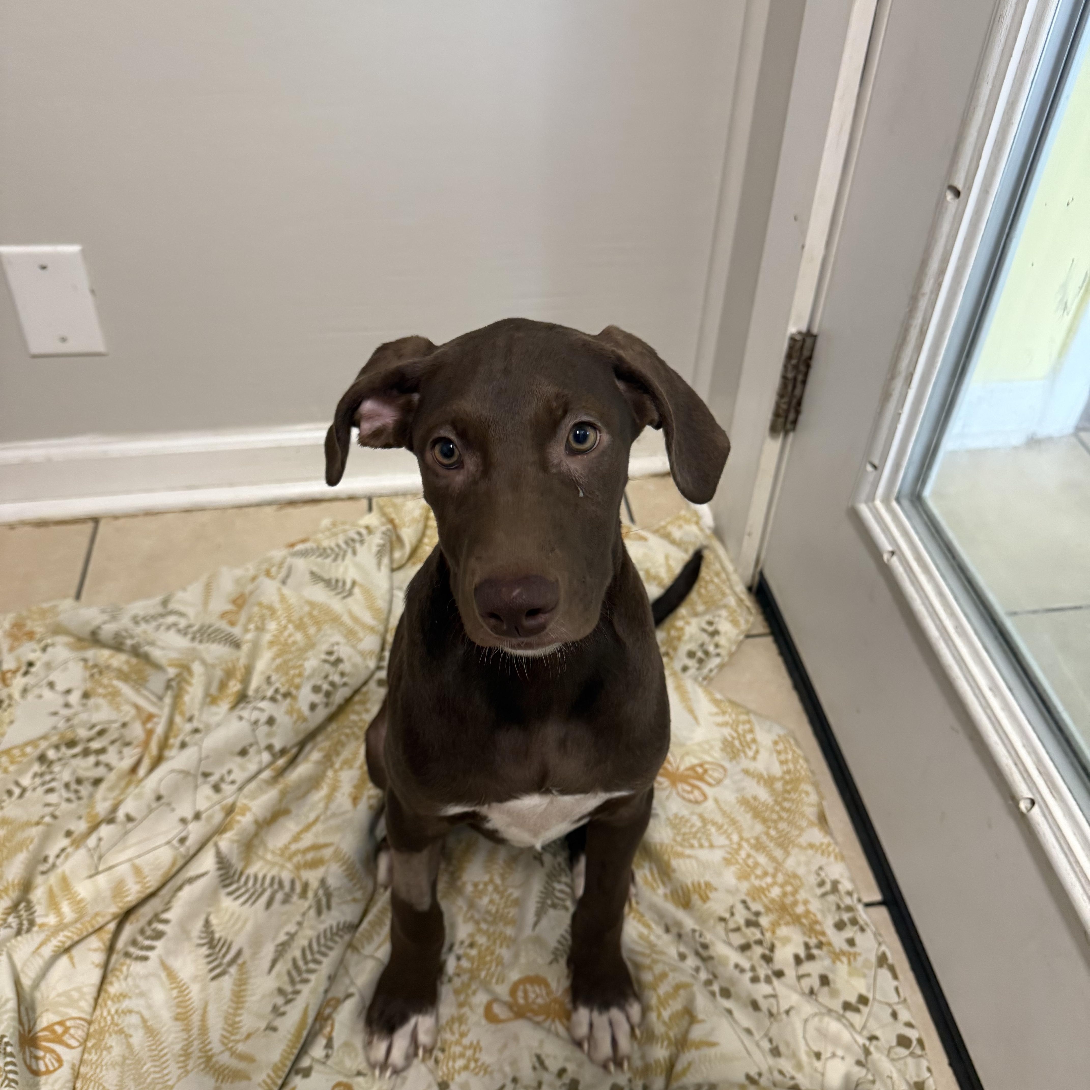 Enlarge Evie, a Adoptable mixed breed in Hendersonville, TN image 1/1
