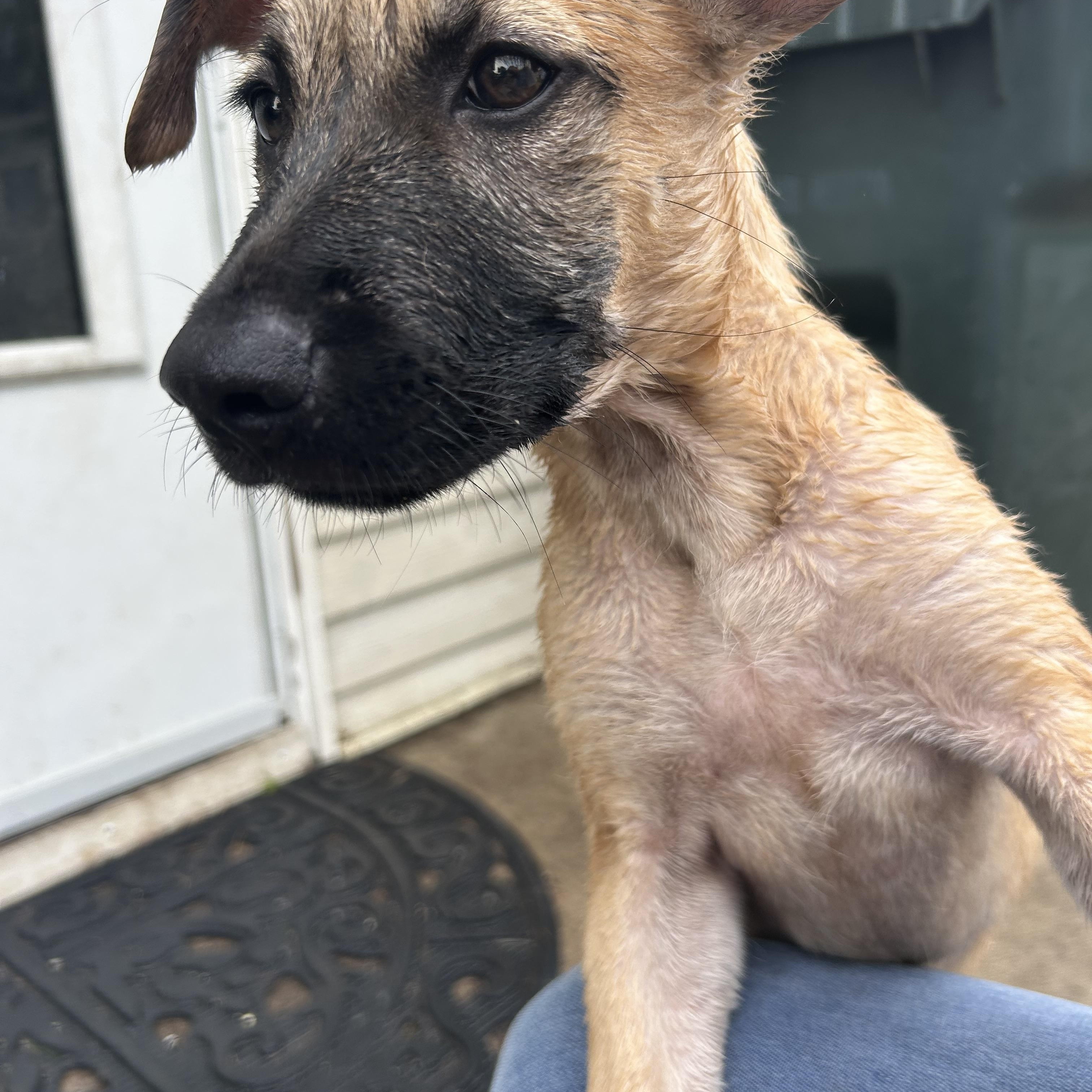 Enlarge Ryla, a Adoptable Mixed Breed in Schaumburg, IL image 4/4