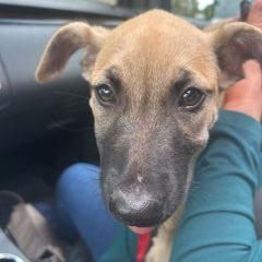 Enlarge Ryla, a Adoptable Mixed Breed in Schaumburg, IL image 2/4