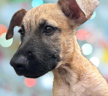 Enlarge Ryla, a Adoptable Mixed Breed in Schaumburg, IL image 1/4