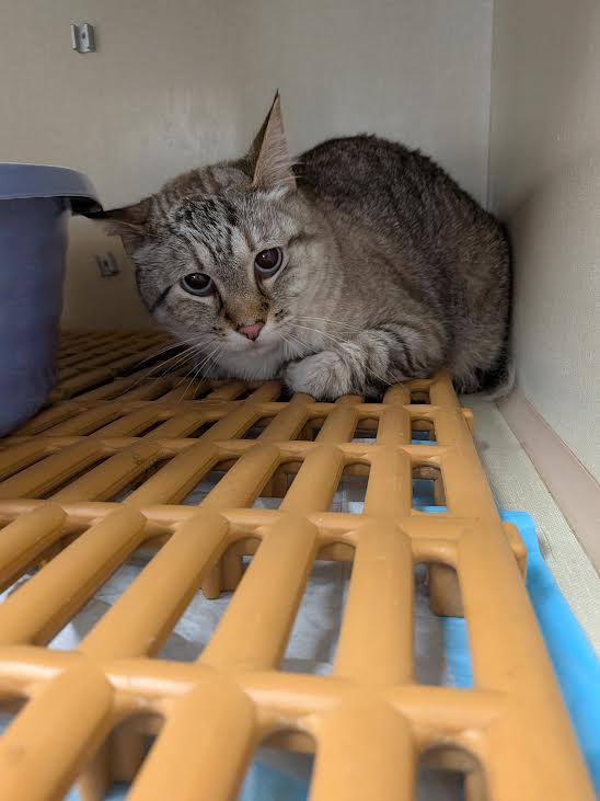 Enlarge Titus, a ADOPTABLE Domestic Short Hair in Blue Earth, MN image 1/1