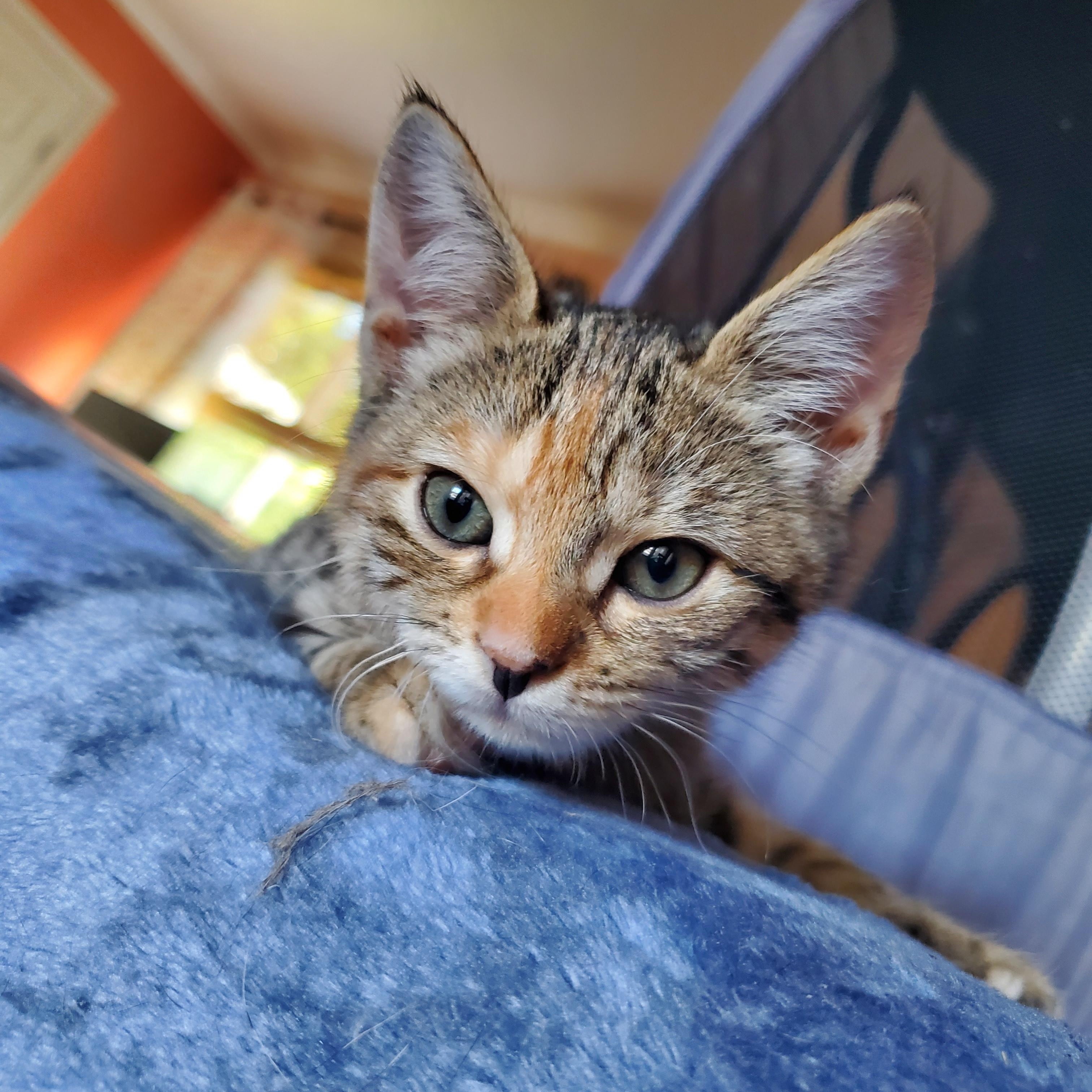 Gino, a Adopted Domestic Short Hair in pensacola, FL image 2/5