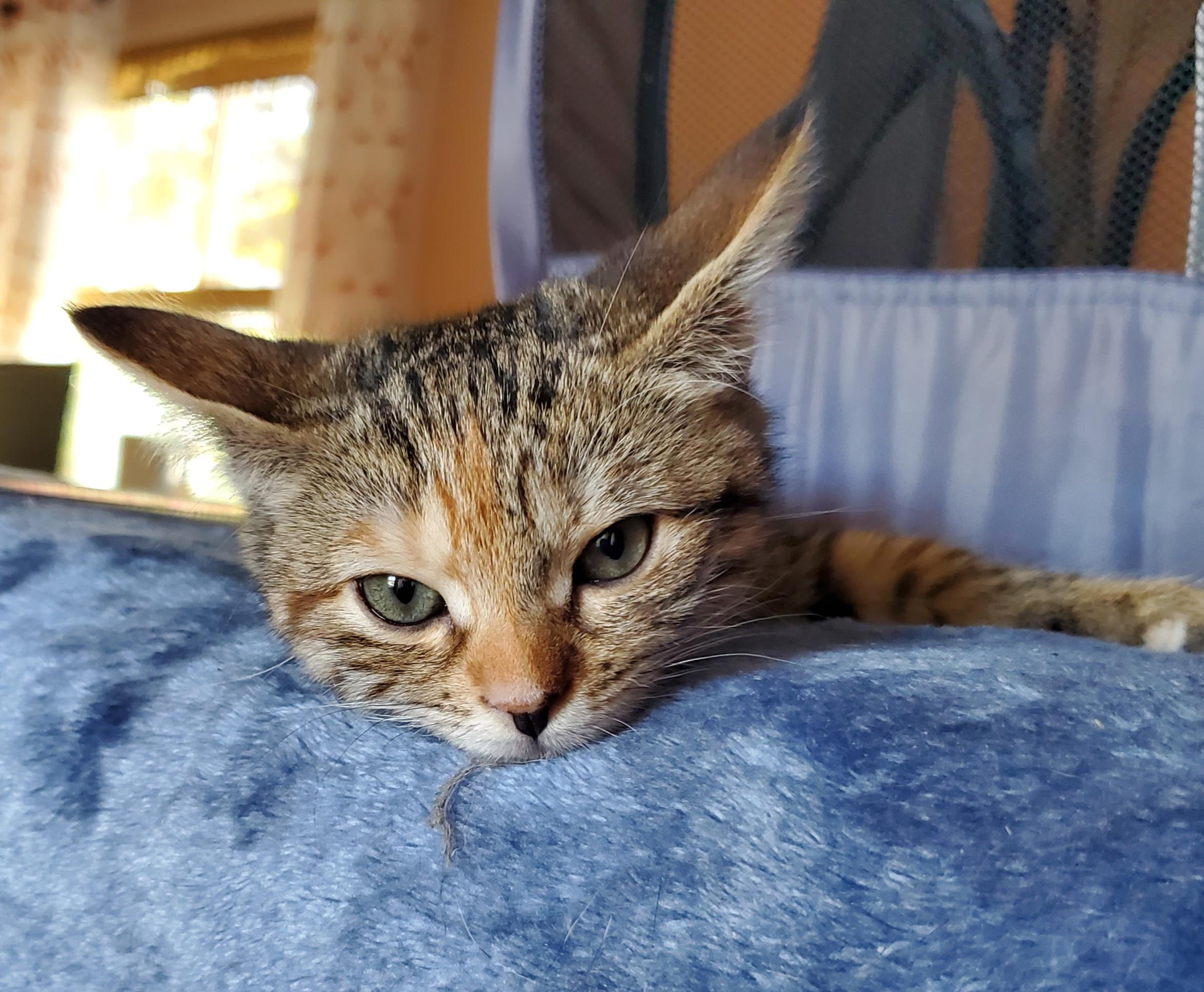 Gino, a Adopted Domestic Short Hair in pensacola, FL image 4/5