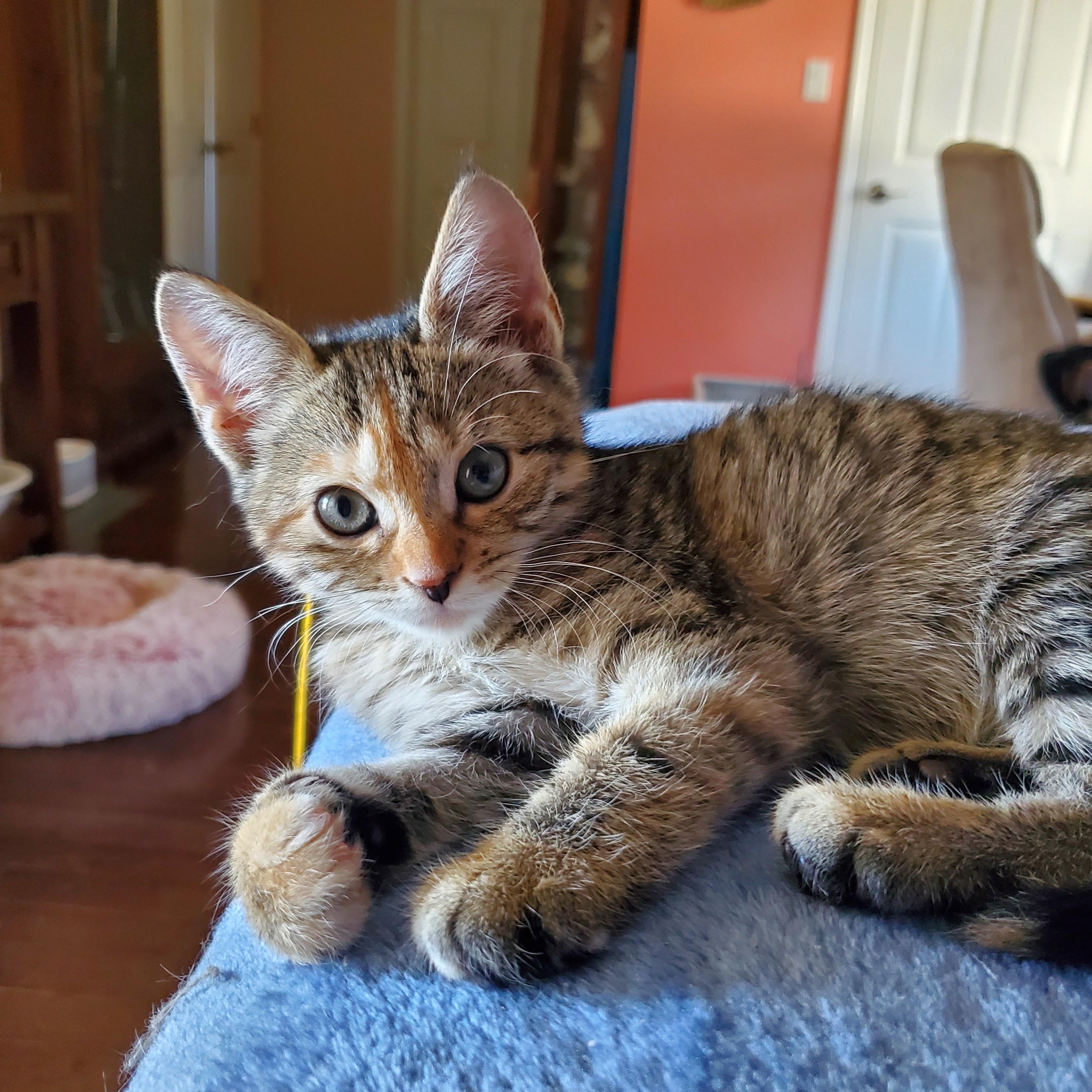 Gino, Adopted, Kitten Male Domestic Short Hair.
