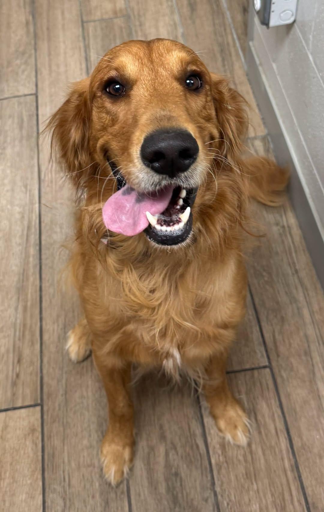 Enlarge Stu, a Adopted Golden Retriever in Rowlett, TX image 1/1