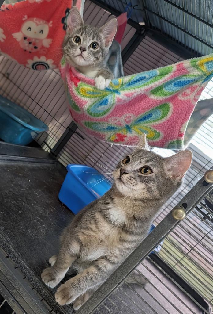 Holly / Mistletoe, Adoptable, Kitten Female Domestic Short Hair.