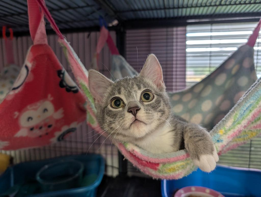 Enlarge Holly / Mistletoe, a Adoptable mixed breed in Shelton, WA image 2/3