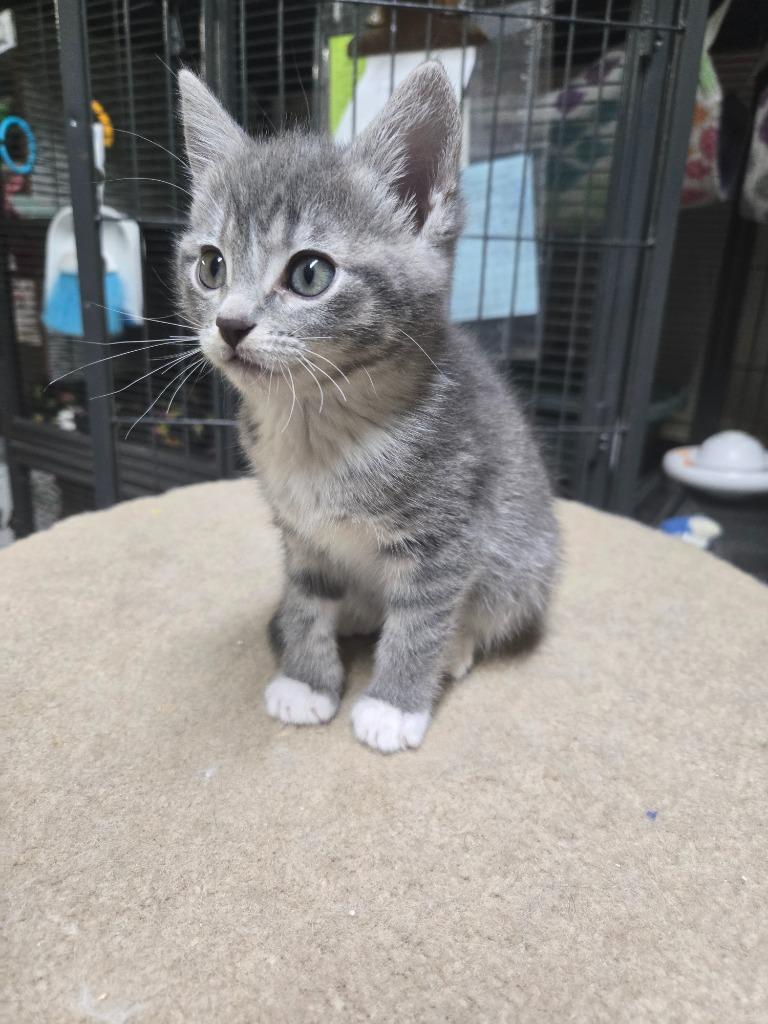 Enlarge Holly / Mistletoe, a Adoptable mixed breed in Shelton, WA image 3/3