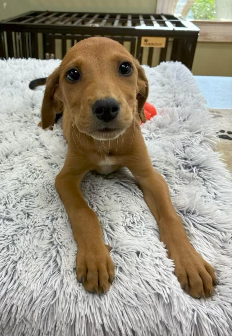 Enlarge Gordy, an adopted mixed breed in Southampton, PA image 1/1