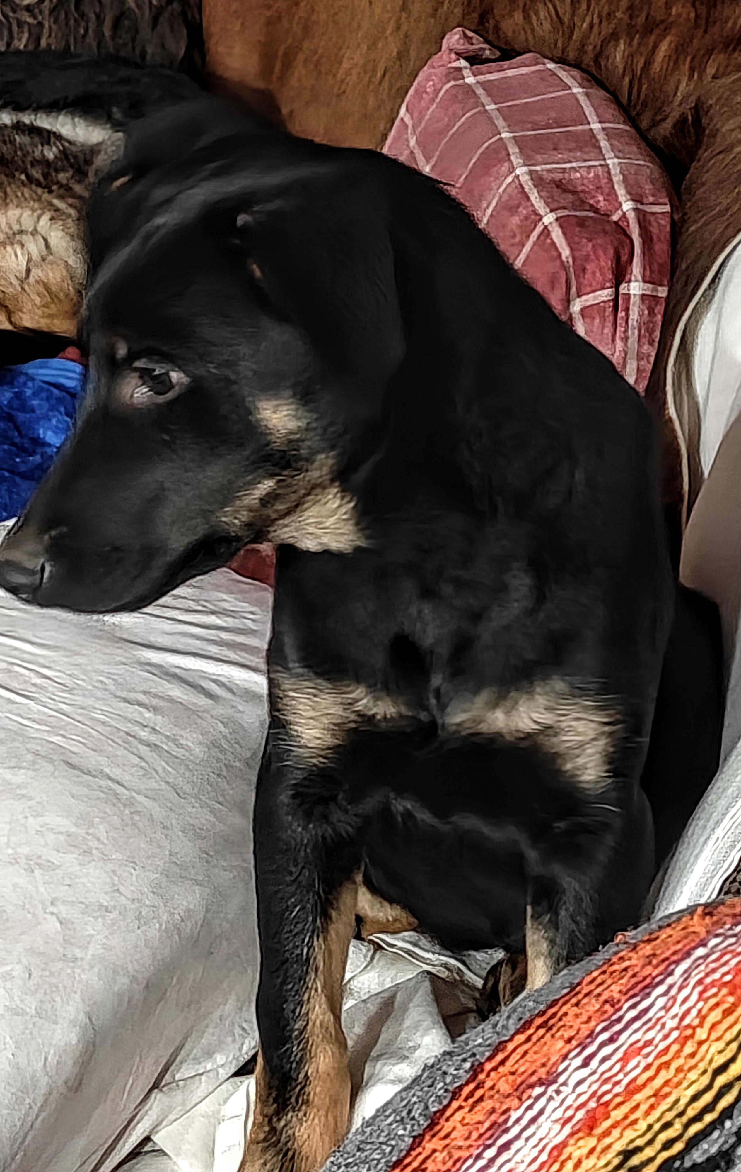 Skye, ADOPTABLE, Puppy Female German Shepherd Dog & Doberman Pinscher.
