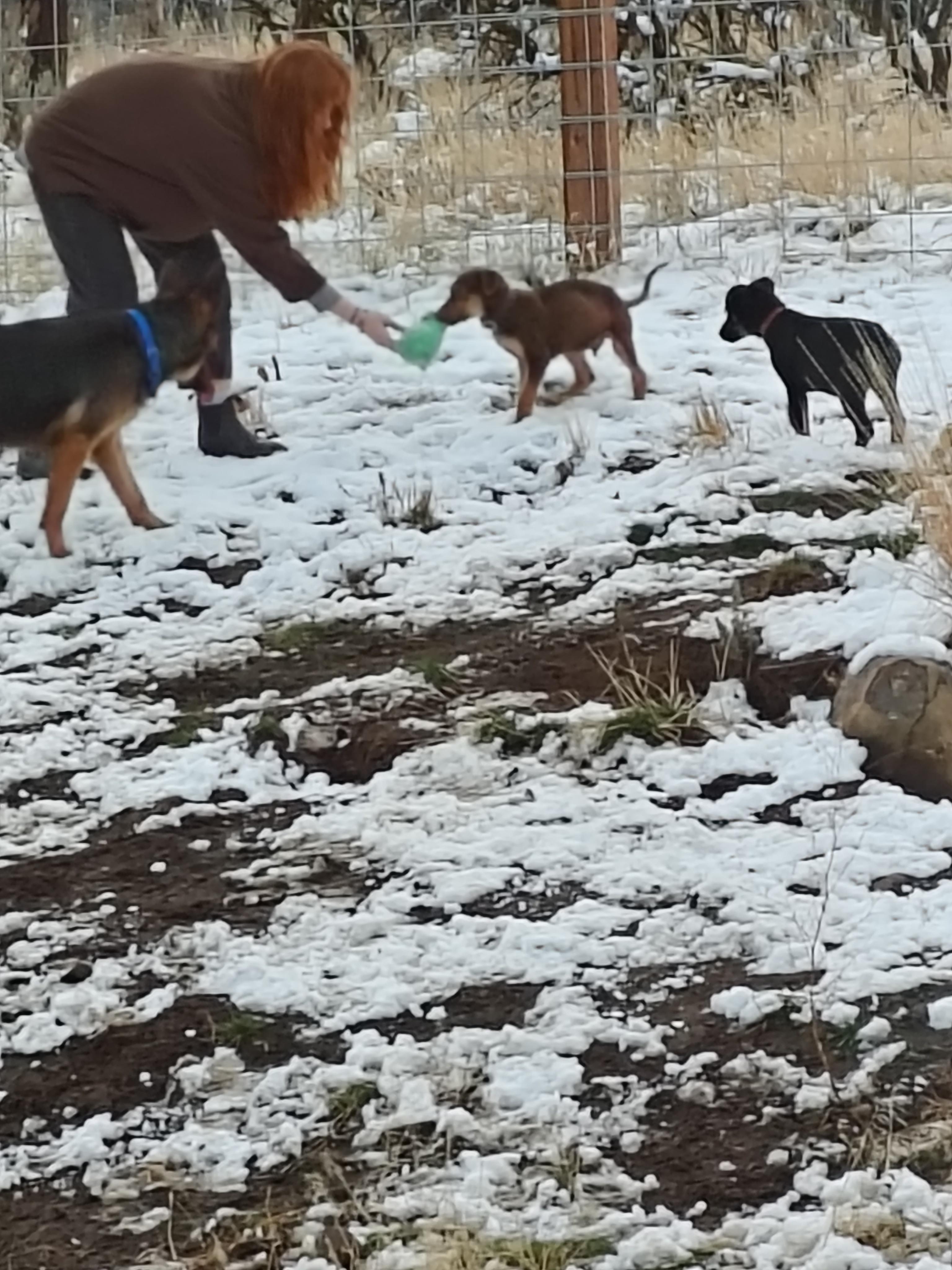 Enlarge Skye, a ADOPTABLE mixed breed in Ellensburg, WA image 3/4