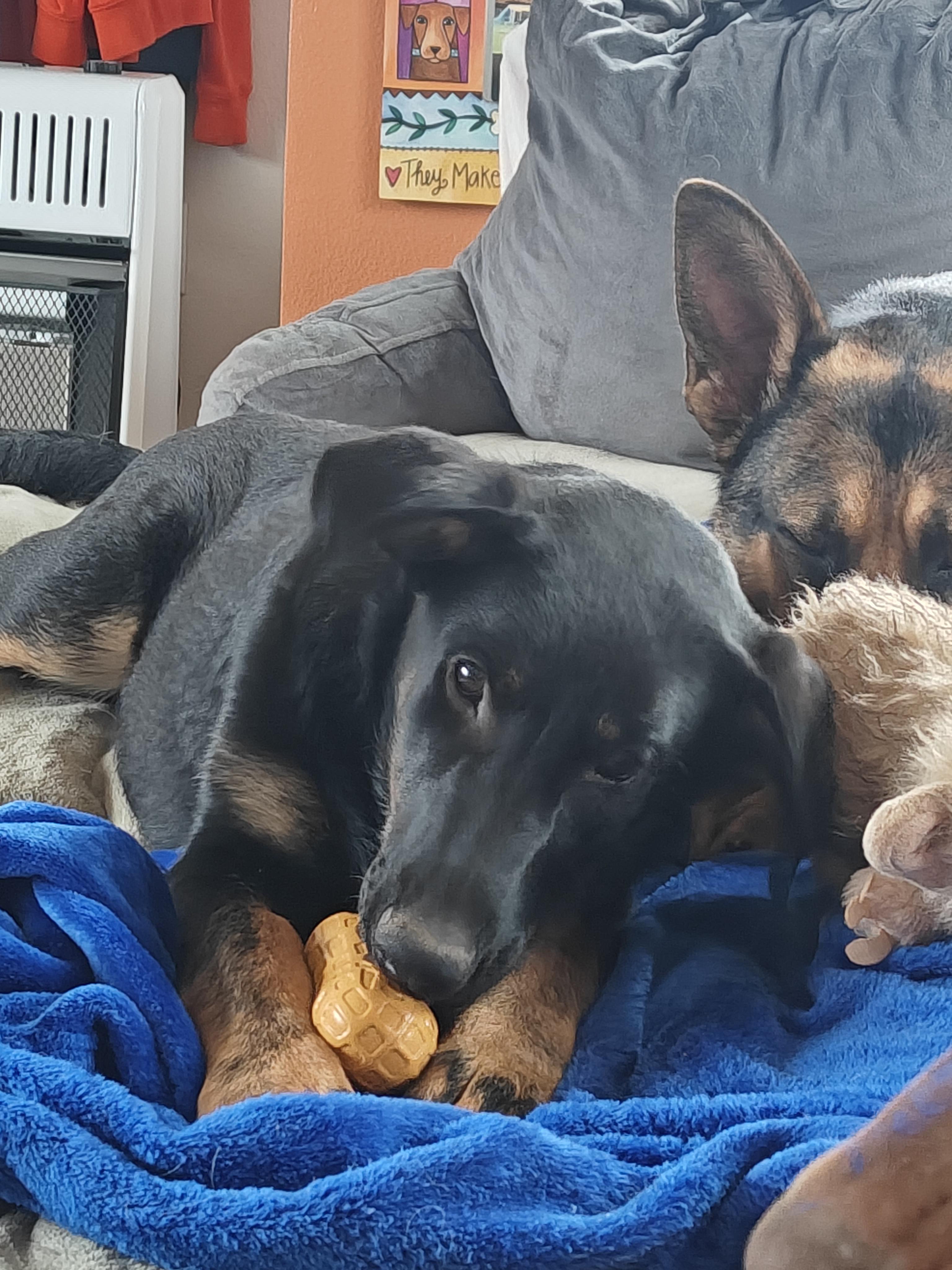 Enlarge Skye, a ADOPTABLE mixed breed in Ellensburg, WA image 2/4