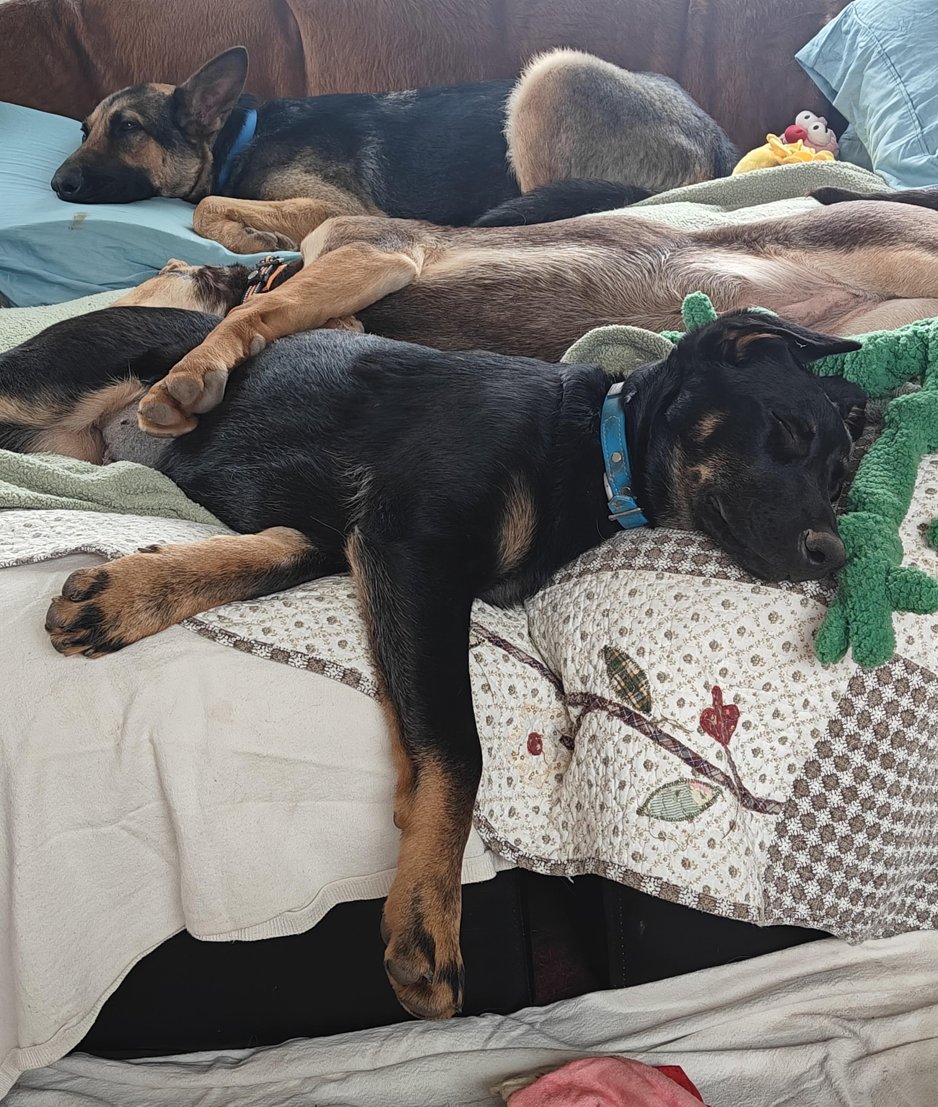 Enlarge Skye, a ADOPTABLE mixed breed in Ellensburg, WA image 4/4