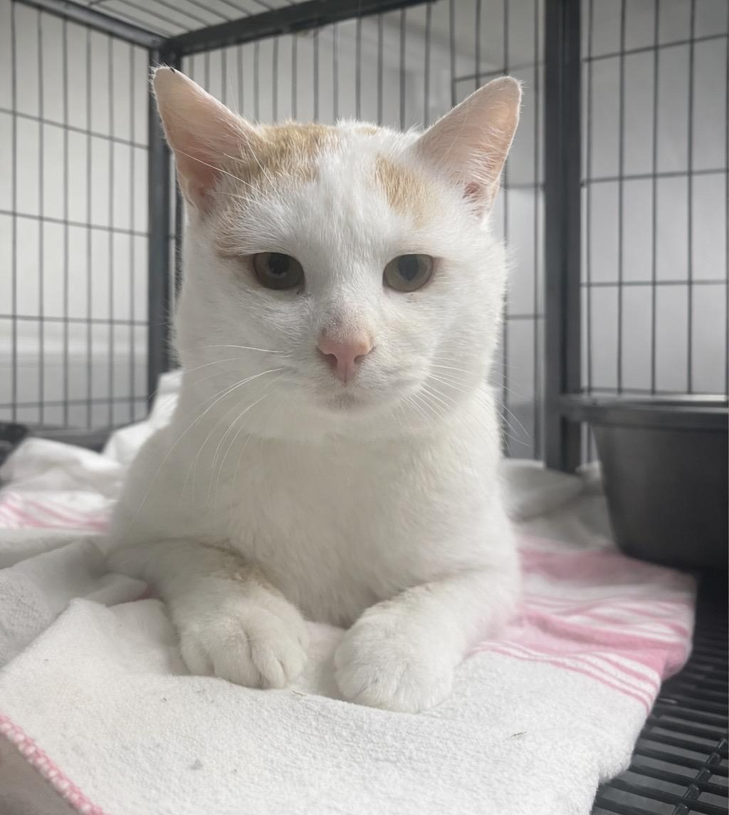 Enlarge Tangor (Tang), a ADOPTABLE Turkish Van in Ephrata, WA image 4/4