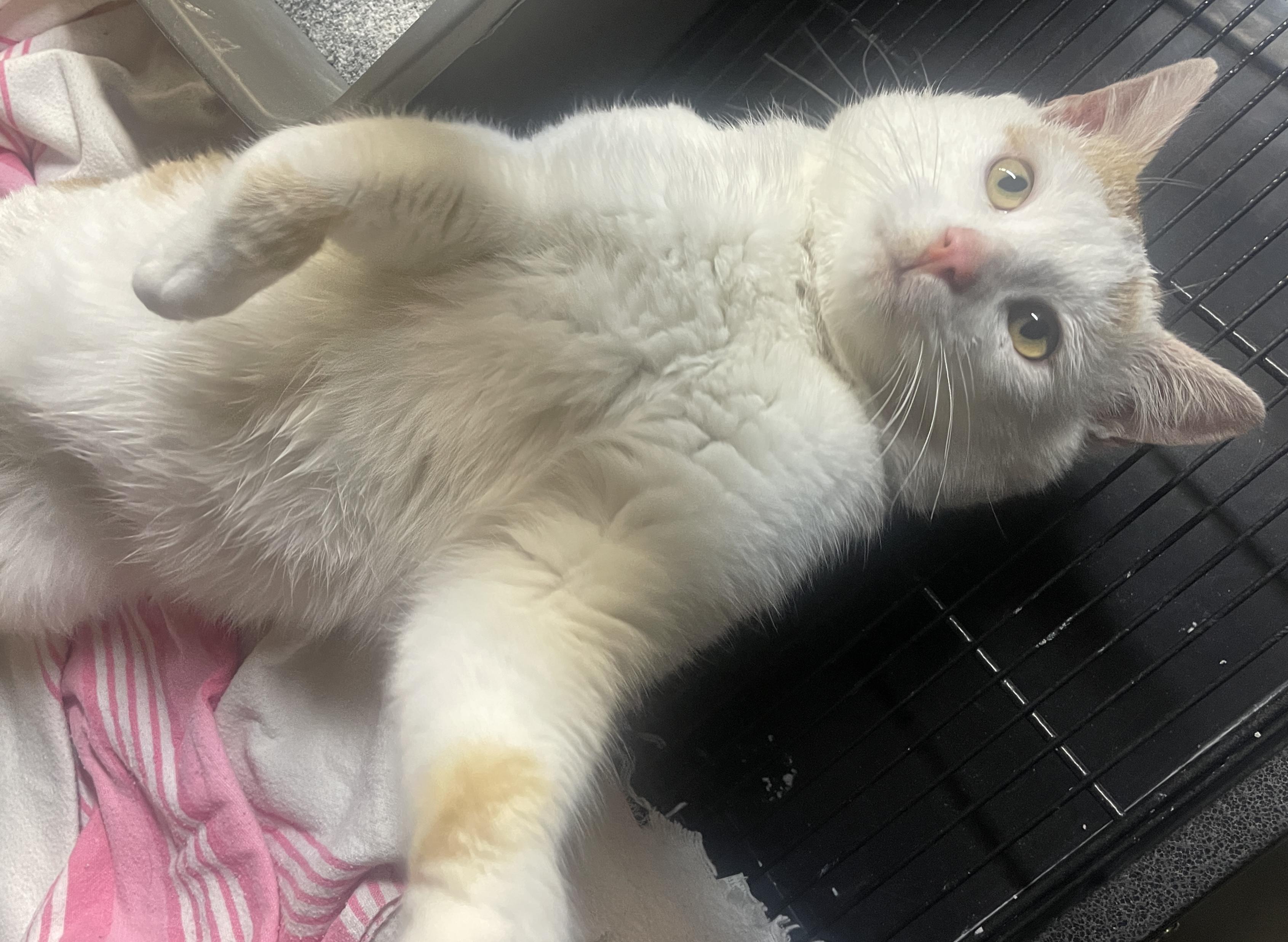 Enlarge Tangor (Tang), a ADOPTABLE Turkish Van in Ephrata, WA image 2/4