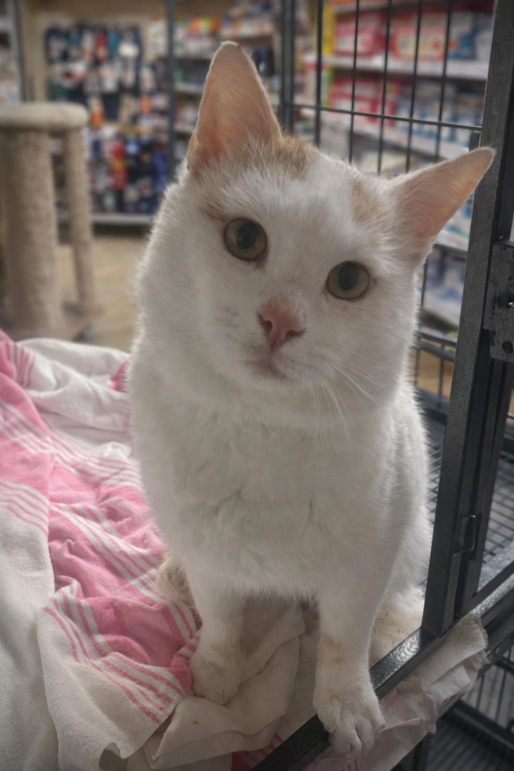Tangor (Tang), ADOPTABLE, Young Male Turkish Van.