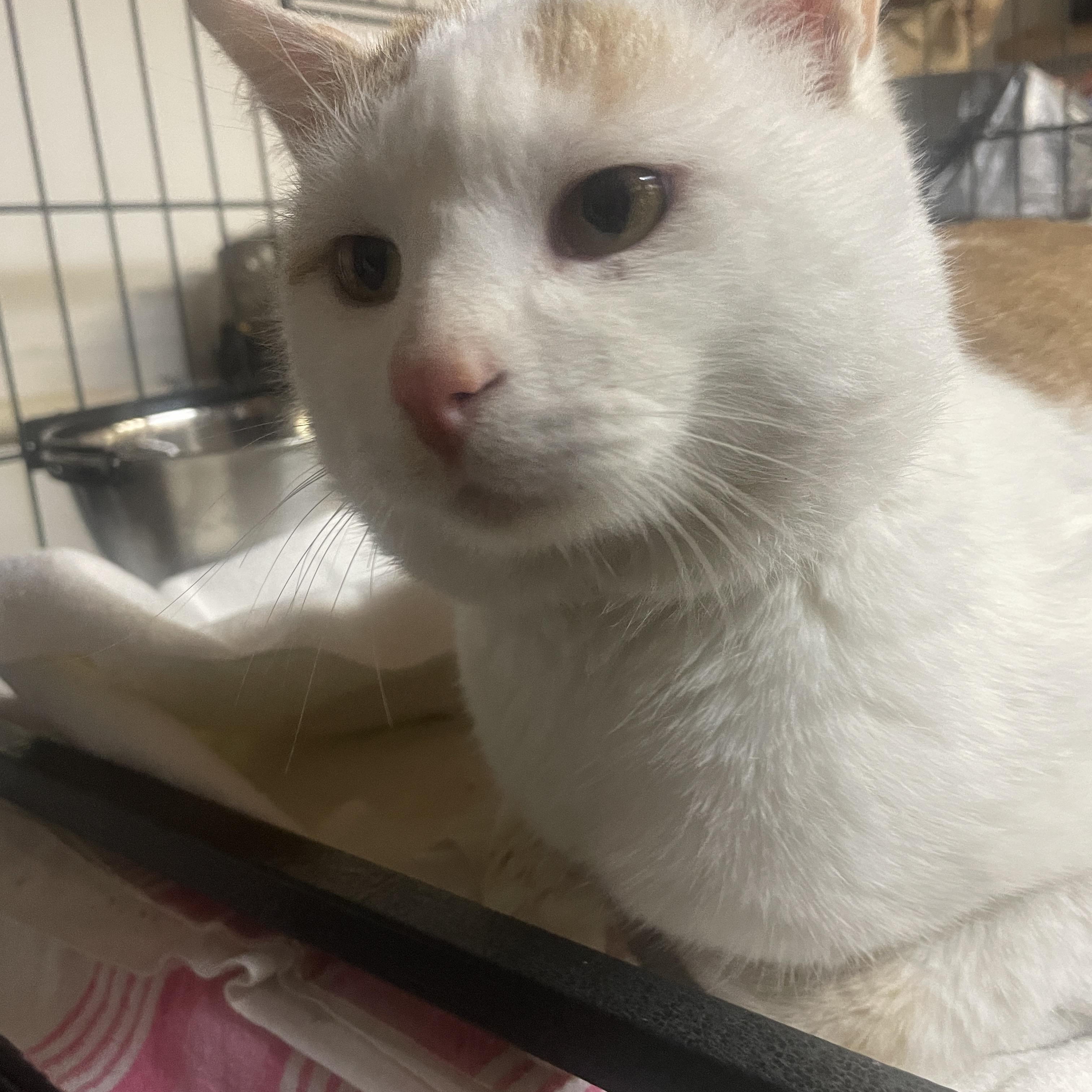 Enlarge Tangor (Tang), a ADOPTABLE Turkish Van in Ephrata, WA image 3/4