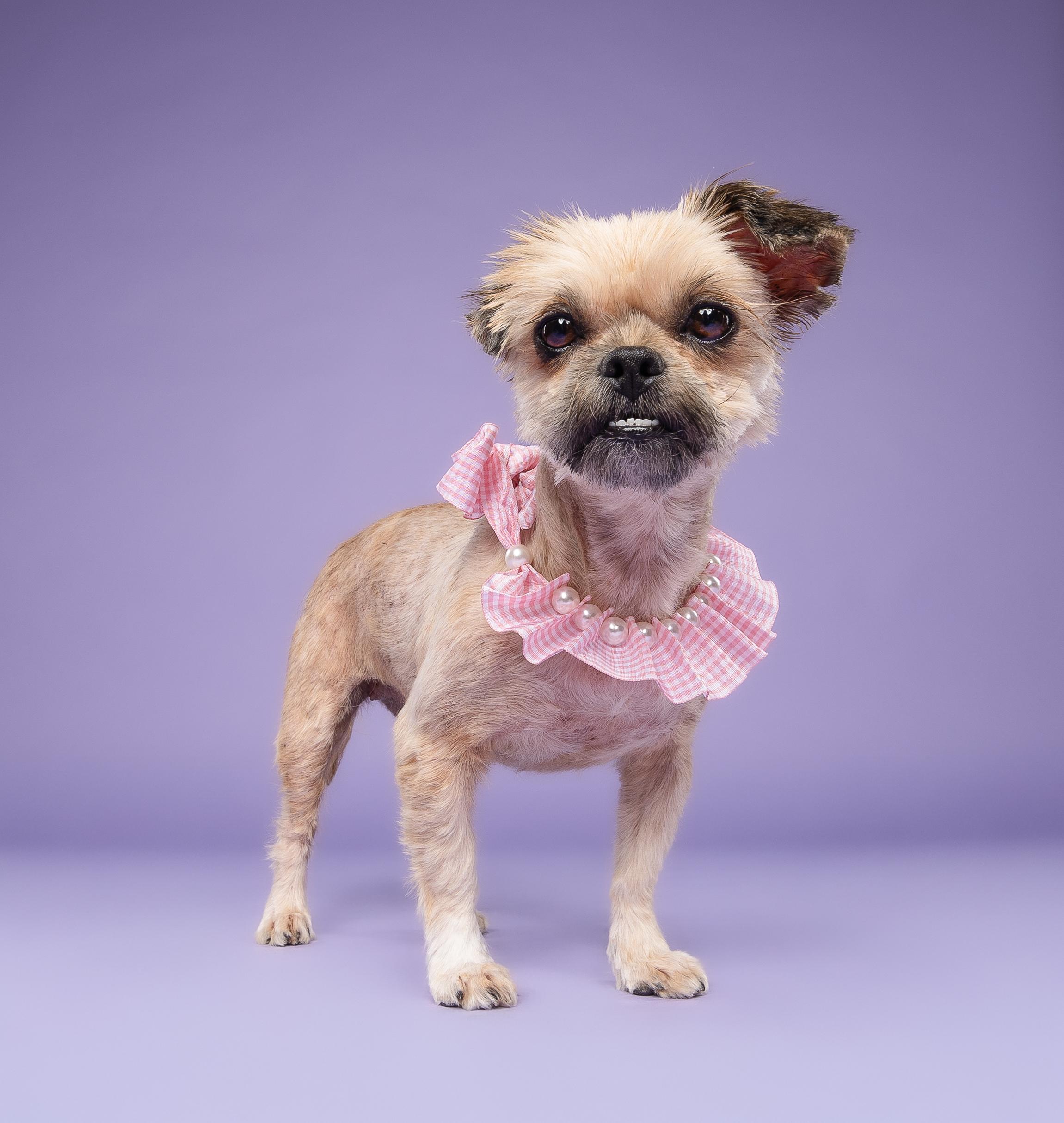 Cha-Cha, adopted, Adult Female Brussels Griffon & Yorkshire Terrier.