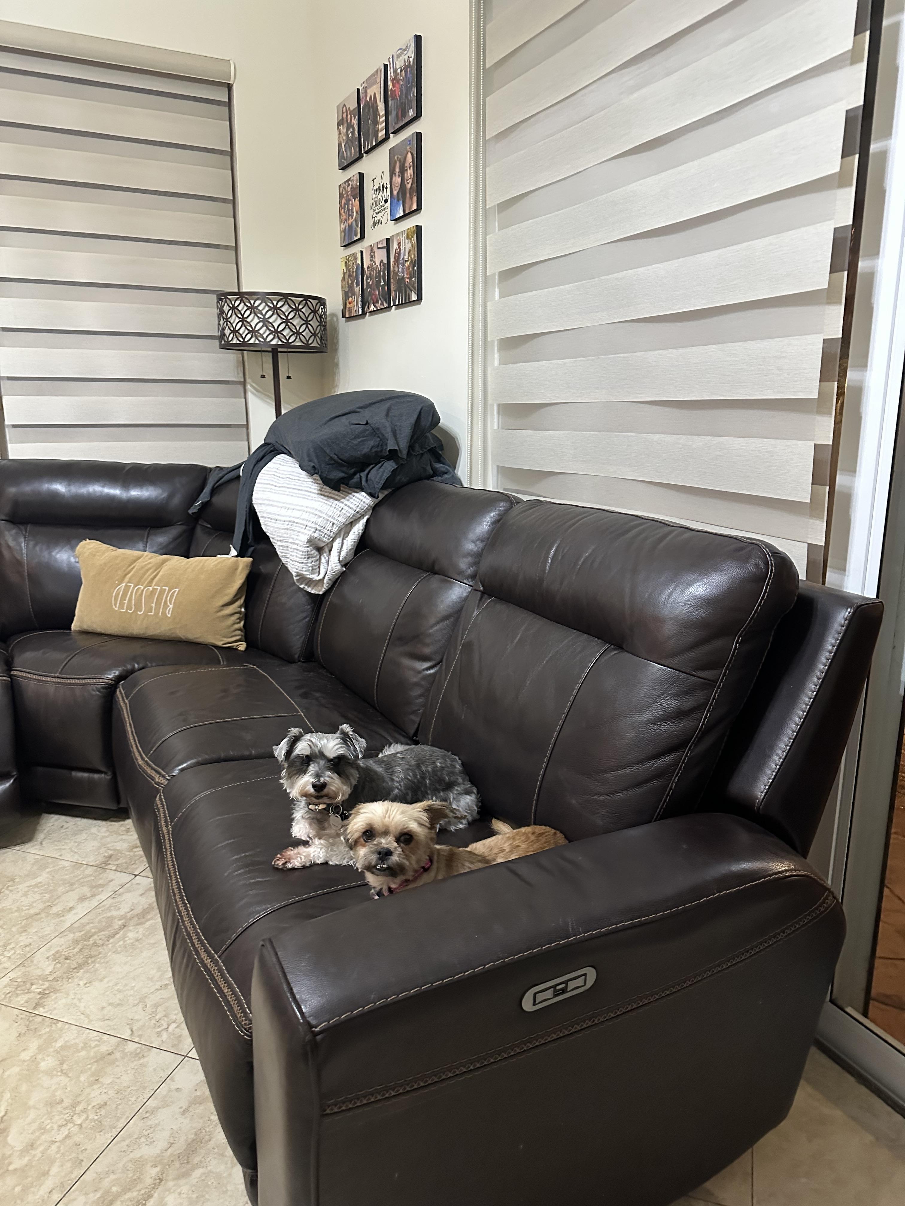 Cha-Cha, an adopted mixed breed in Loxahatchee, FL image 2/6