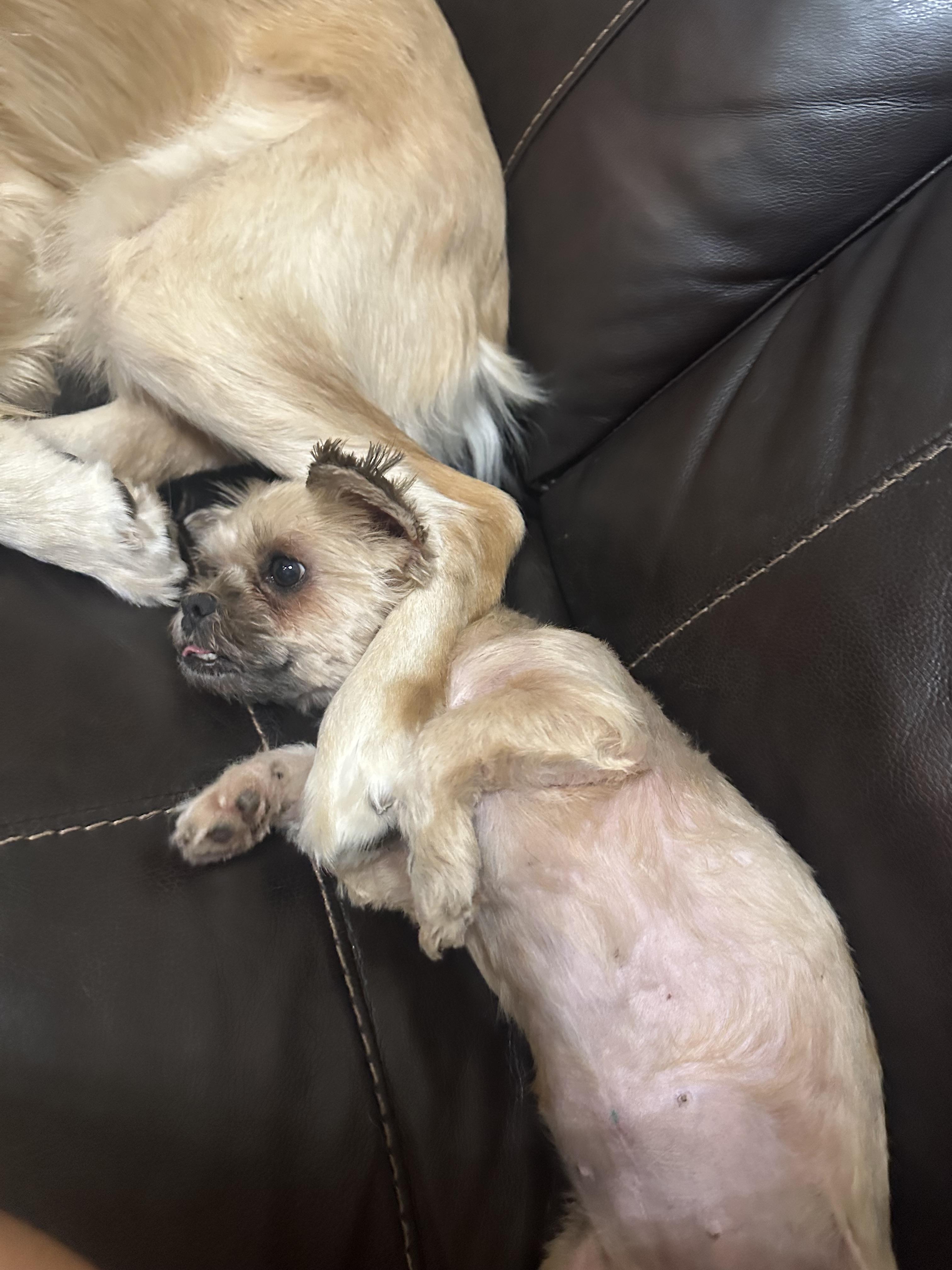 Cha-Cha, an adopted mixed breed in Loxahatchee, FL image 4/6